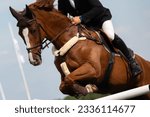 Equestrian Sports, Horse jumping, Show Jumping, Horse Riding themed photograph.