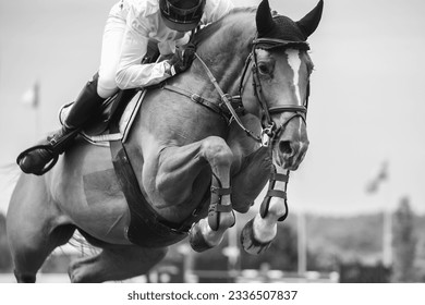 Equestrian Sports, Horse jumping, Show Jumping, Horse Riding themed photograph. - Powered by Shutterstock