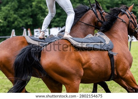 Equestrian vaulter performs balancing exercise standing barefoot moving horse pair during outdoor demonstration. Athletic training harmony coordination confidence horsemanship balance and teamwork
