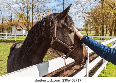 Equine assisted therapy, female hand gently petting the horse in the paddock and forming a bond with the animal, selective focus