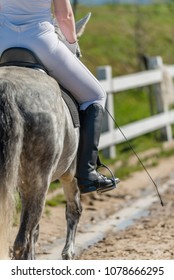 Equine up close