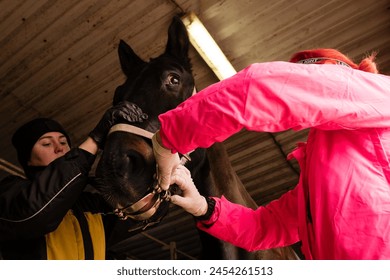 Equine dental examination with speculum. Simple yawner for horses. Mouth gag. Vet inspecting horse's teeth with dental tool - Powered by Shutterstock