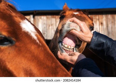 An Equine Dentist Looks At The Teeth Of A Donchak (Russian Don) Stallion.