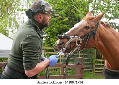 Equine Dentist Performing A Routine Check Up.