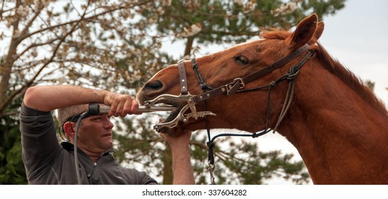 Equine Dentist Providing A Routine Dental Appointment 