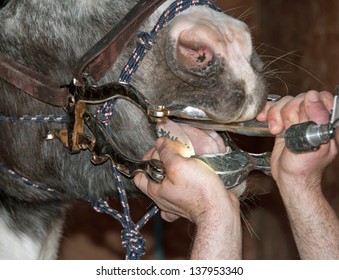 Equine Dentist Rasping Away Any Sharp Edges