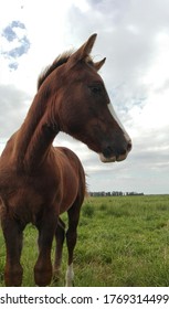 Equine Performance Warm Up Training