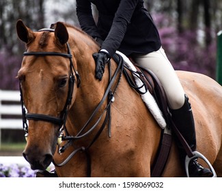 Equine Photography During A Horse Show Creative Content