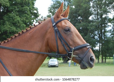 Equine portrait of Chestnut horse head in flash bridle and English full cheek snaffle pony bit.Plaited mane hunter plaids.Ears forward, stood ready looking at dressage riding competition by woodland.