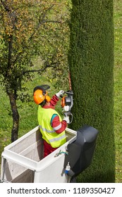 Equiped worker pruning a tree on a crane. Gardening works