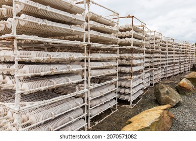 
Equipment For Raising Oyster And Mussel Spat At Le Vivier Sur Mer In Brittany France.