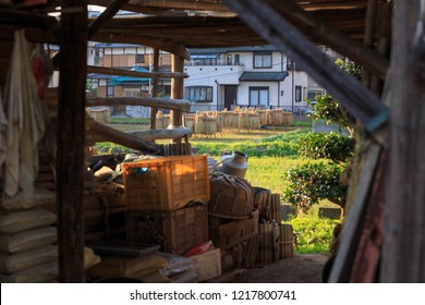 Equipment Shed On Small Japanese Farm Looking Out Onto Rice From Autumn Harvest Drying In Sun