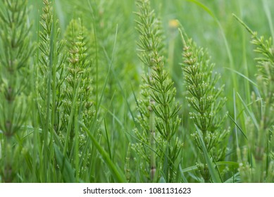 Equisetum arvense, the field horsetail or common horsetail - herbal plant