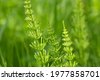 field horsetail
