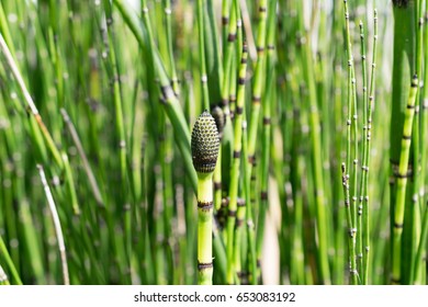 Equisetum Hyemale