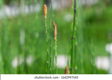 Equisetum Hyemale In The Park.