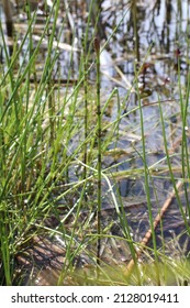 Equisetum Palustre, Marsh Horsetail, Equisetaceae. Wild Plant Shot In Spring.