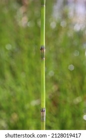 Equisetum Palustre, Marsh Horsetail, Equisetaceae. Wild Plant Shot In Spring.