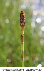 Equisetum Palustre, Marsh Horsetail, Equisetaceae. Wild Plant Shot In Spring.