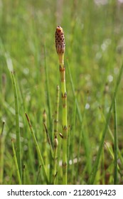 Equisetum Palustre, Marsh Horsetail, Equisetaceae. Wild Plant Shot In Spring.