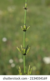 Equisetum Palustre, Marsh Horsetail, Equisetaceae. Wild Plant Shot In Spring.