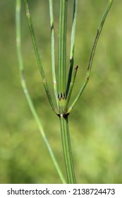 Equisetum Palustre, Marsh Horsetail, Equisetaceae. Wild Plant Shot In Spring.