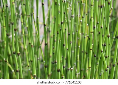 Equisetum Plant Stems