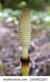 Equisetum Telmateia, Giant Horsetail, Equisetaceae. Wild Plant Shot In Spring.