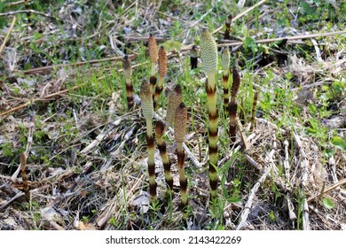 Equisetum Telmateia, Giant Horsetail, Equisetaceae. Wild Plant Shot In Spring.