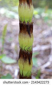 Equisetum Telmateia, Giant Horsetail, Equisetaceae. Wild Plant Shot In Spring.