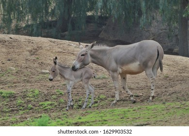 Equus Africanus, African Wild Ass