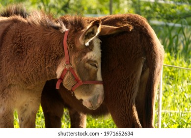 Equus Africanus Asinus Exchanging Tenderness