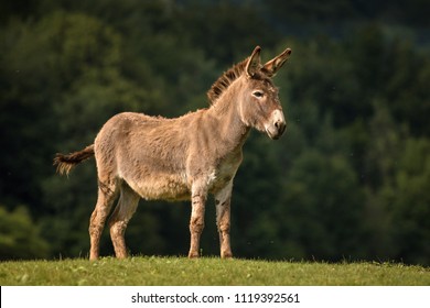 Equus Asinus, Donkey.