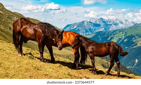 Equus caballus, horse, at Mount Hochjoch, Schruns, Bludenz, Montafon, Sylvretta, Austria