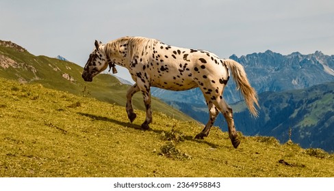 Equus caballus, horse, in summer on an alpine pasture near Mount Kreuzjoch, Schruns, Bludenz, Montafon, Vorarlberg, Austria