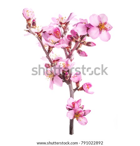 the era of flowering almonds, spring. pink almond flowers on branches without leaves
isolated on white background