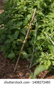 Eradication Of The Invasive Bindweed (Calystegia Sepium) By Growing It Around A Bamboo Cane And Treating With Pesticide In A Country Cottage Garden In Rural Devon, England, UK