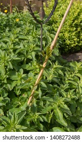 Eradication Of The Invasive Bindweed (Calystegia Sepium) By Growing It Around A Bamboo Cane And Treating With Pesticide In A Country Cottage Garden In Rural Devon, England, UK