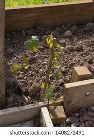 Eradication Of The Invasive Bindweed (Calystegia Sepium) By Growing It Around A Bamboo Cane And Treating With Pesticide In A Country Cottage Garden In Rural Devon, England, UK