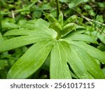 Eranthis hyemalis close up in nature