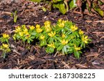Eranthis hyemalis a late winter spring flowering plant with a yellow wintertime flower commonly known as winter aconite, stock photo image                               