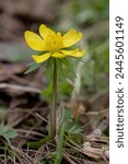 Eranthis hyemalis, winter aconite, winter aconite