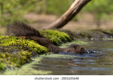 An Erasian Red Squirrel - Sciurus Vulgaris -  In A Forest Swimming In A Pond