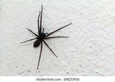 Eratigena Atrica, Giant House Spider