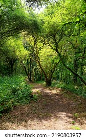 Erdeven Forest In Brittany Region	