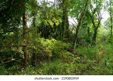 Erdeven Forest In Brittany Region	