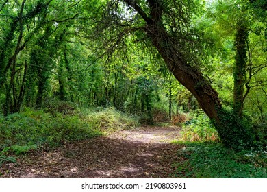 Erdeven Forest In Brittany Region	