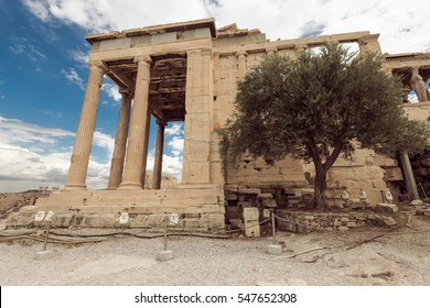 Erechtheion With Olive Tree In Acropolis, Athens, Greece