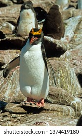 Erect Crested Penguin In Falkland Islands