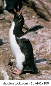 Erect Crested Penguin In Falkland Islands